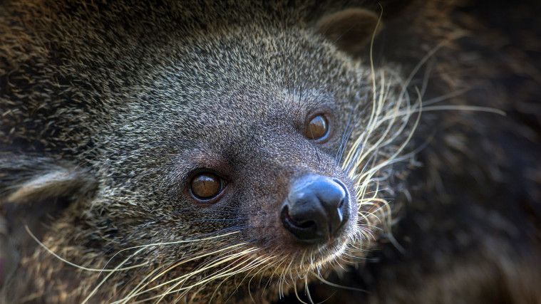Binturong
