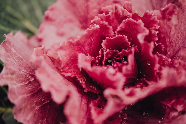 pink lettuce