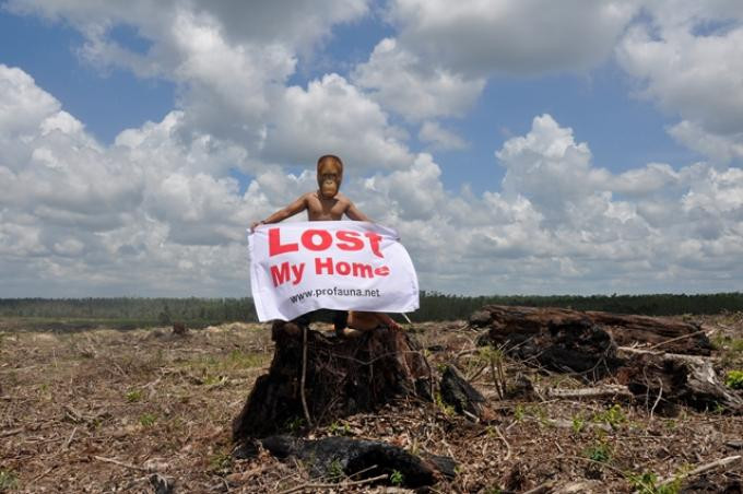 Ilustrasi orangutan