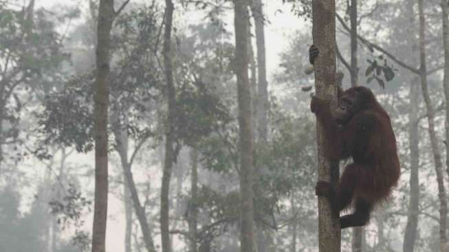 Ilustrasi orangutan