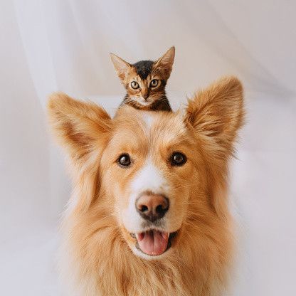Ilustrasi kucing