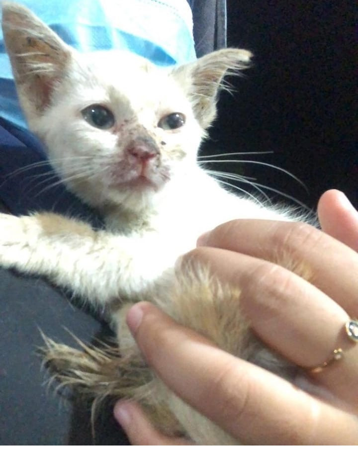 Ilustrasi kucing