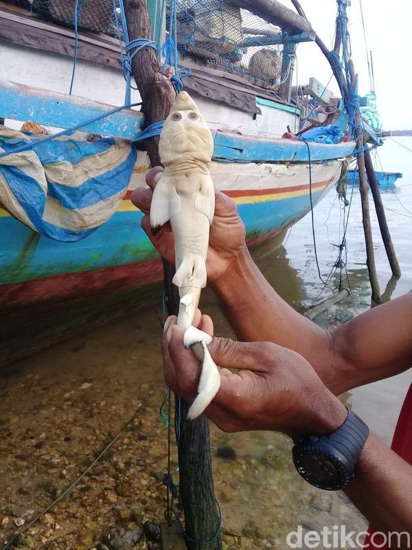 https://news.detik.com/foto-news/d-5435809/potret-hiu-berwajah-mirip-manusia-bikin-heboh-warga-ntt/4
