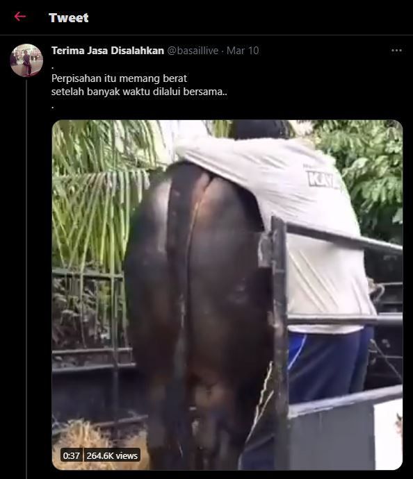 Pria yang tak kuasa menahan tangis saat sapi kesayangannya dijual