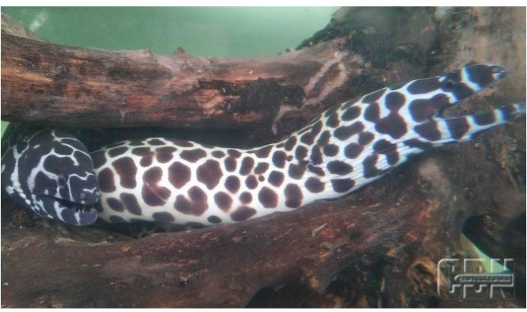 Ilustrasi belut raksasa