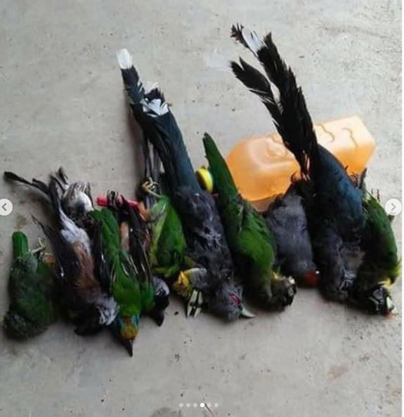 Hasil burung buruan yang dilindungi