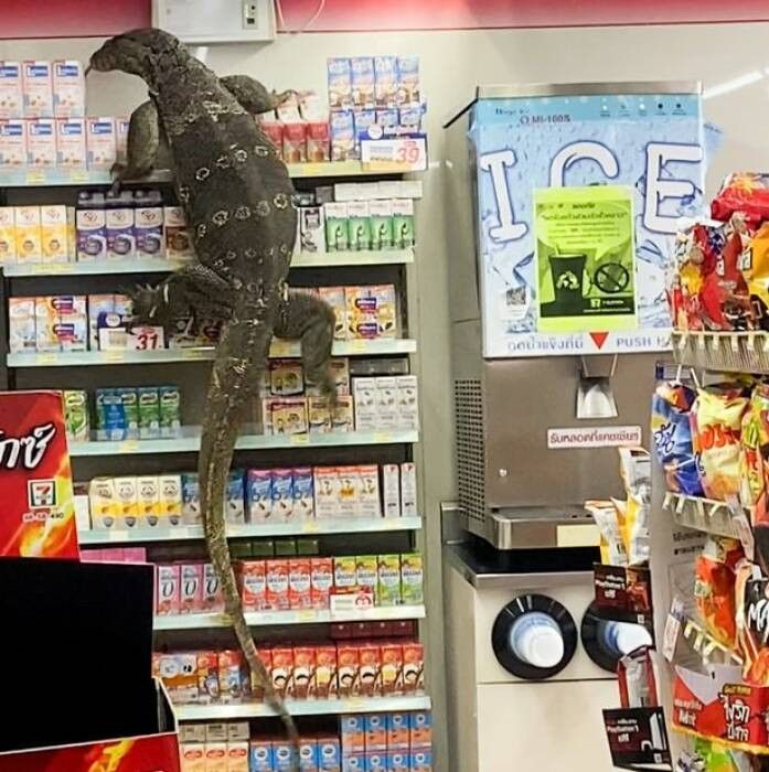 Biawak raksasa masuk ke supermarket di Thailand