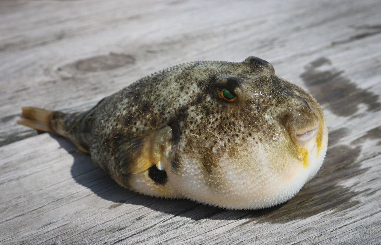Ikan Buntal
