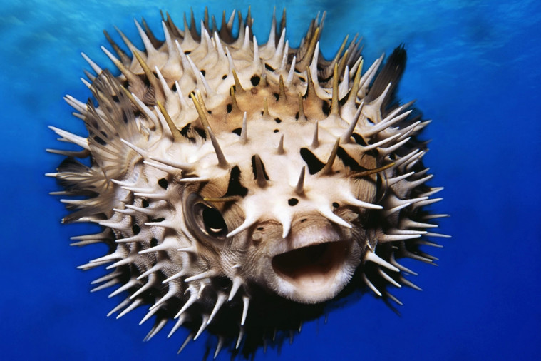 Ikan Buntal