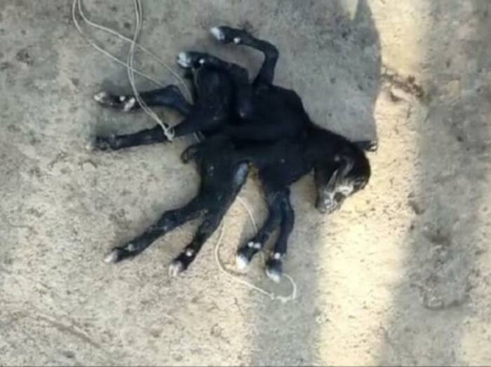 Aneh bin ajaib! Telah dilaporkan lahir seorang bayi kambing dengan kondisi fisik yang tak wajar.